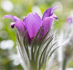 chamomile flower