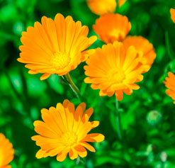 Calendula flower