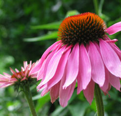 Echinacea flower