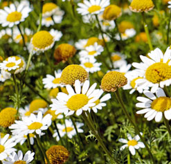 chamomile flower