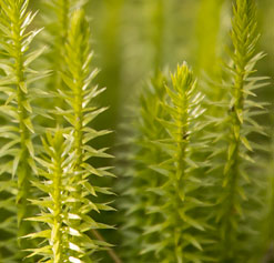 Club Moss