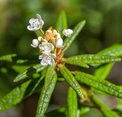 Wild rosemary