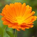 Calendula officinalis image