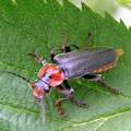 Cantharis image