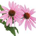 Echinacea angustifolia image