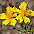 Hypericum perforatum image