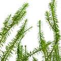 Lycopodium image