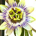 Passiflora image