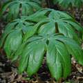 Podophyllum peltatum image