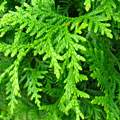 Thuja occidentalis image