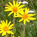 Arnica montana image