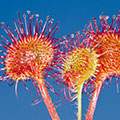 Drosera image