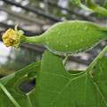 Luffa operculata image