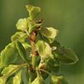 Rumex crispus image