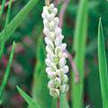 Senega officinalis image