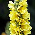 Verbascum thapsus image